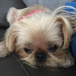 Meet your Posher, Maggie